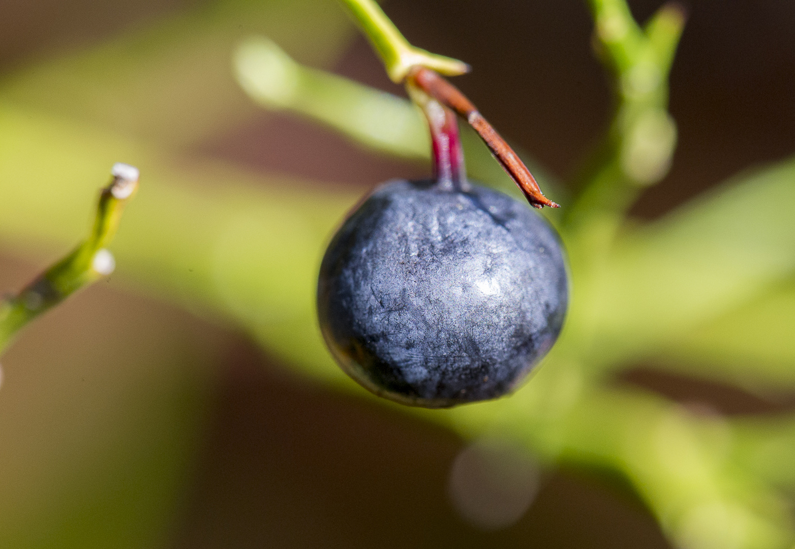 Früchte des Herbsts I