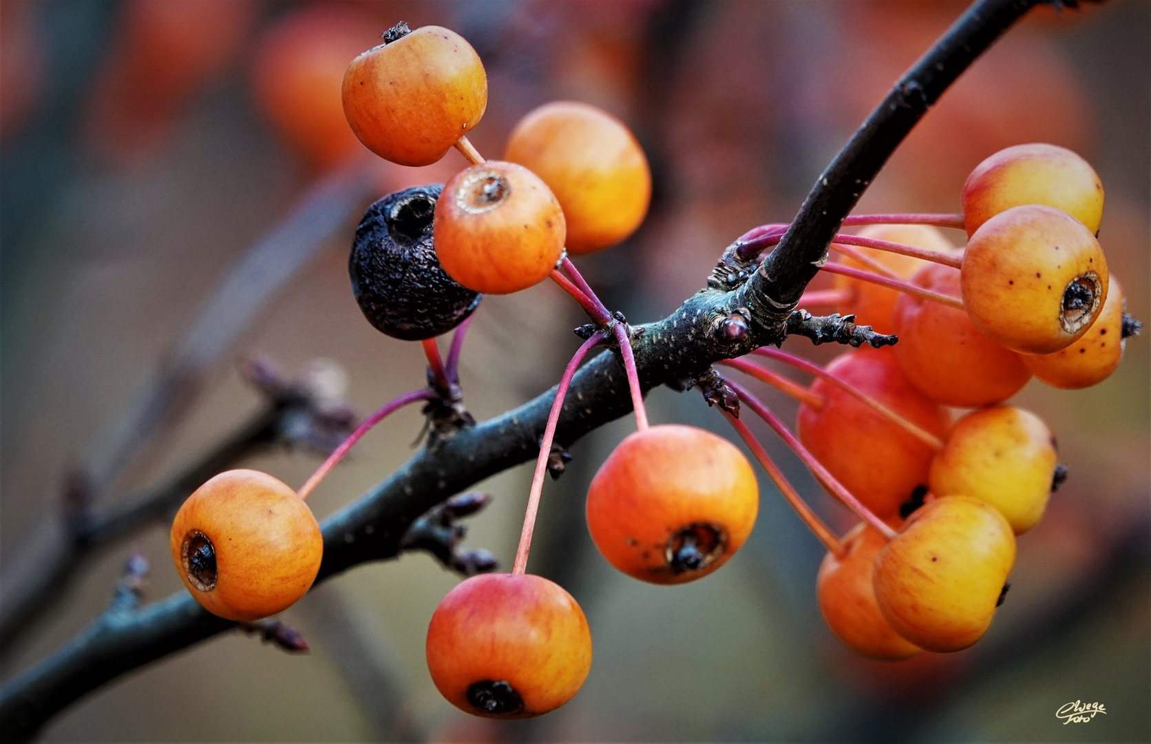 Früchte des Kirsch- oder Beerenapfes (Malus baccata)