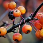 Früchte des Kirsch- oder Beerenapfes (Malus baccata)