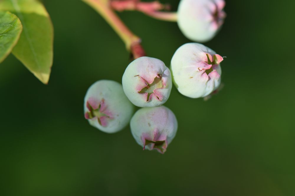 Früchte des Lebens