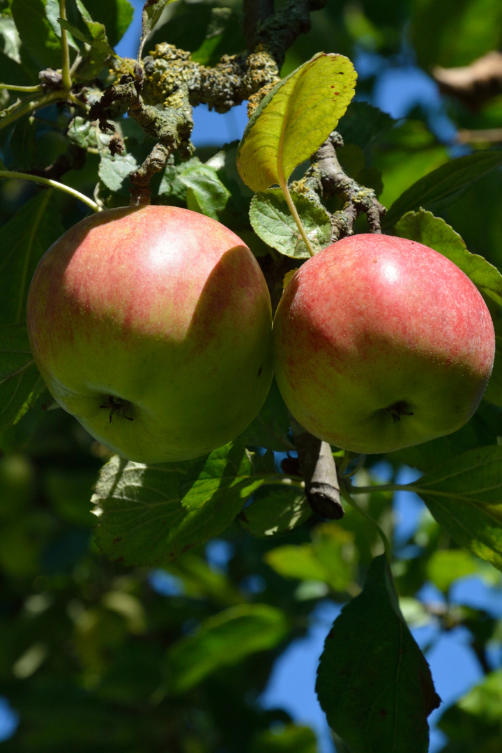 Früchte des Paradies