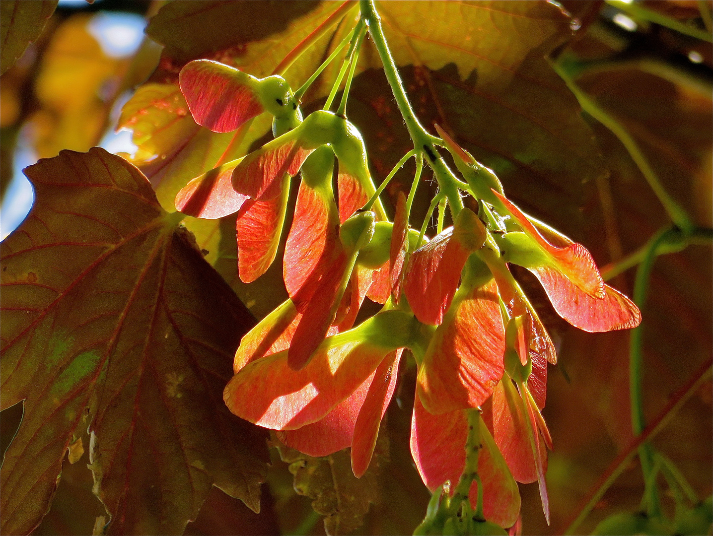 .. Früchte des Rotahorn - Acer Rubrum !!!...