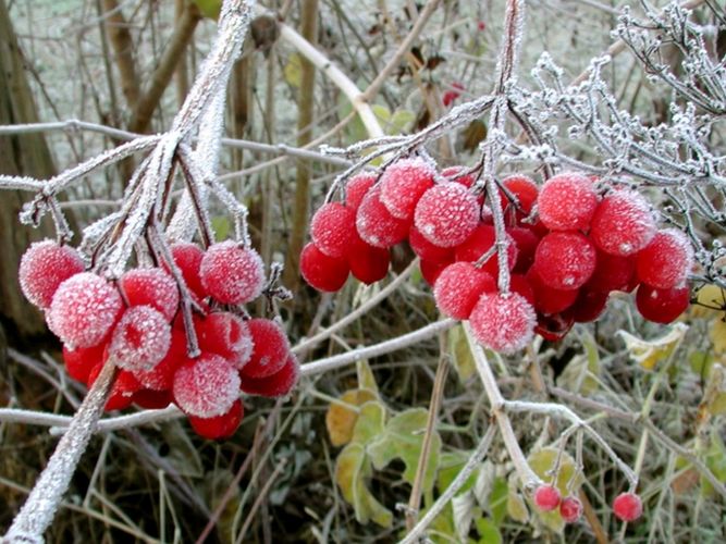 Früchte des Schneeballs