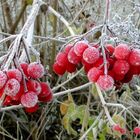 Früchte des Schneeballs