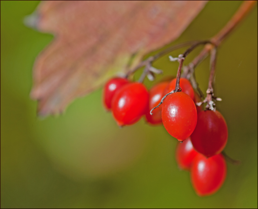 Früchte des Sommers