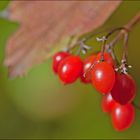 Früchte des Sommers