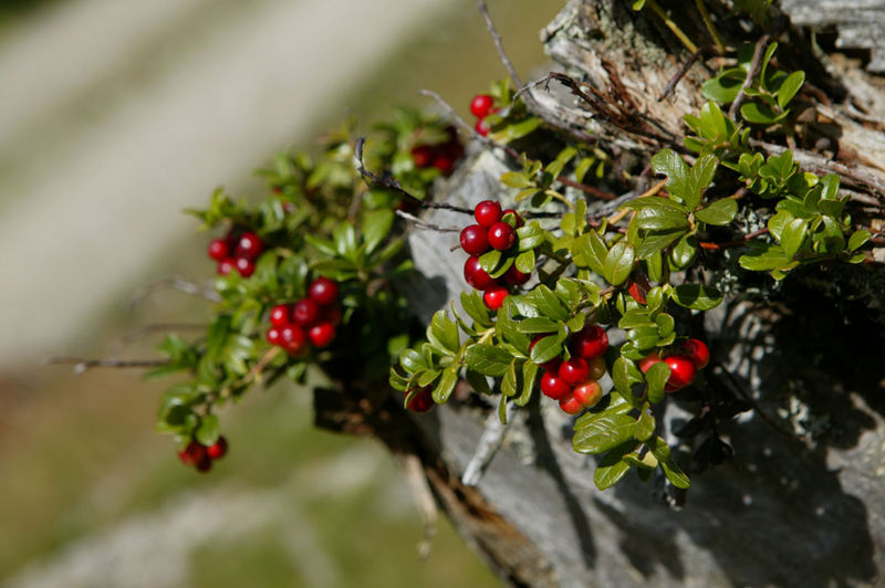 Früchte des Waldes