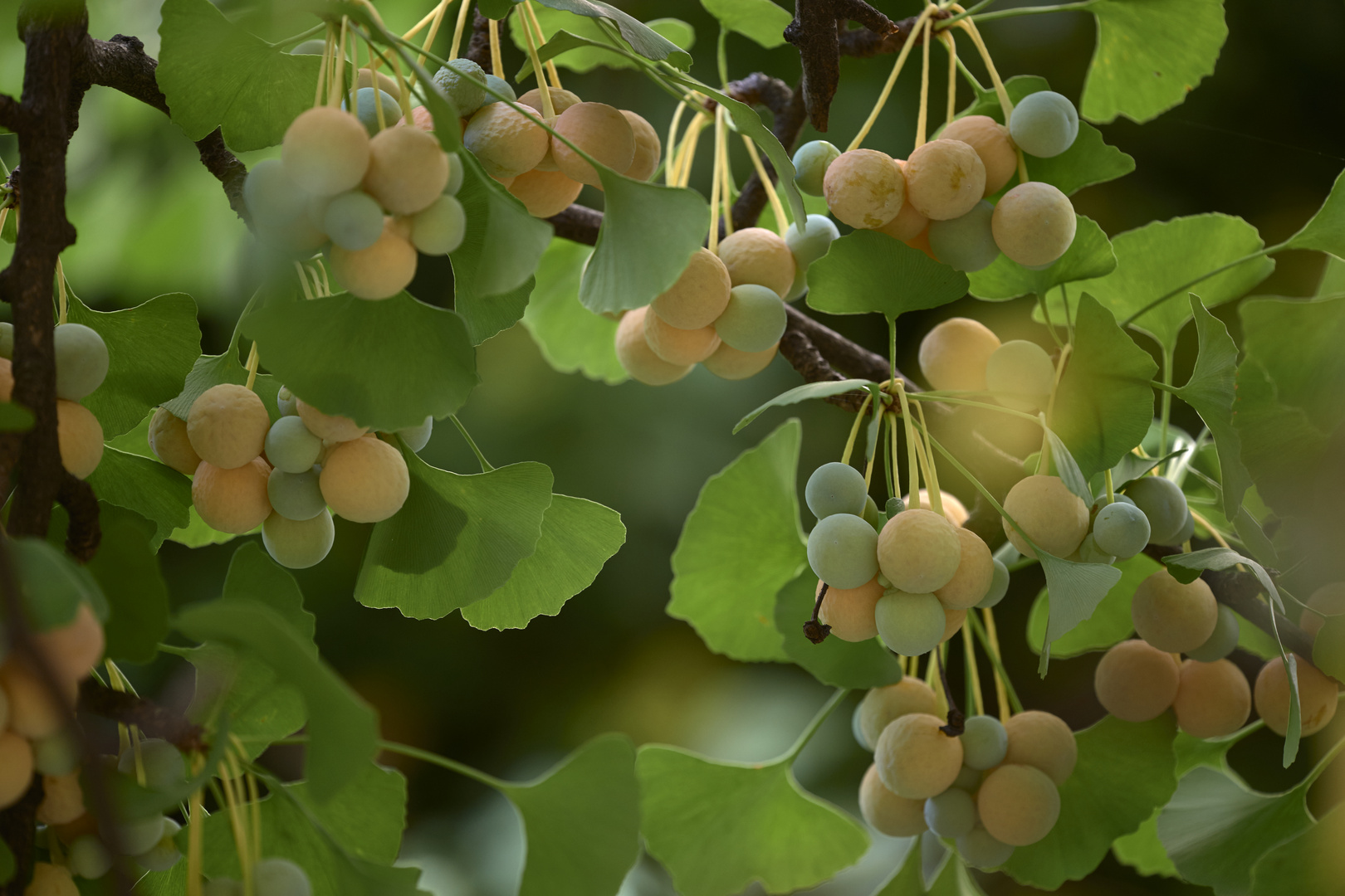 Früchte des weiblichen Ginkgobaumes