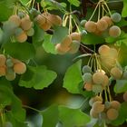 Früchte des weiblichen Ginkgobaumes