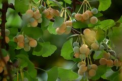 Früchte des weiblichen Ginkgobaumes