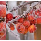 Früchte des Winters