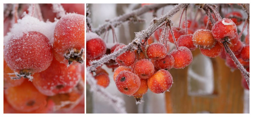 Früchte des Winters