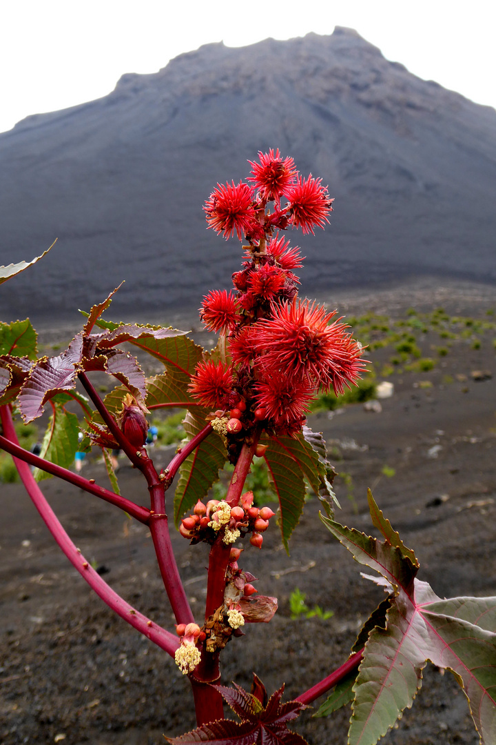 Früchte des Wunderbaums vor dem Vulkan