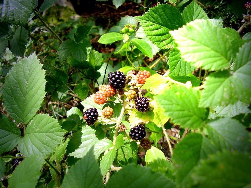 Früchte dieses Sommers