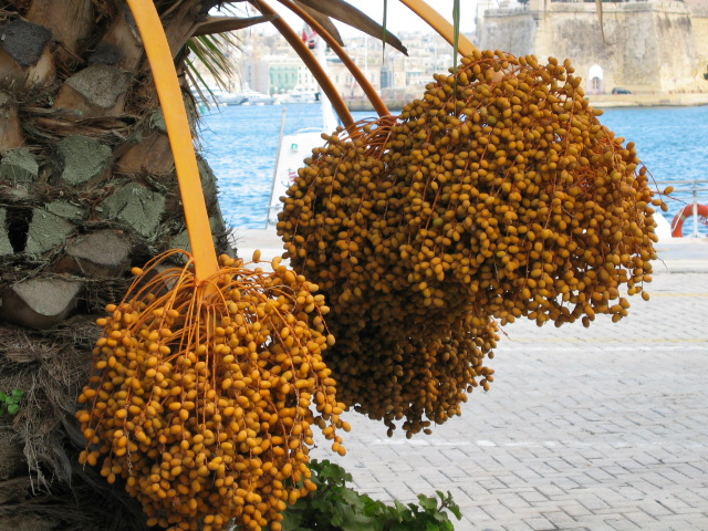 Früchte einer Palme