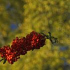 Früchte für den Vogelwinter