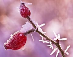 Früchte im Eismantel