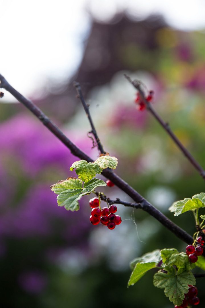 Früchte im Garten