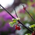 Früchte im Garten