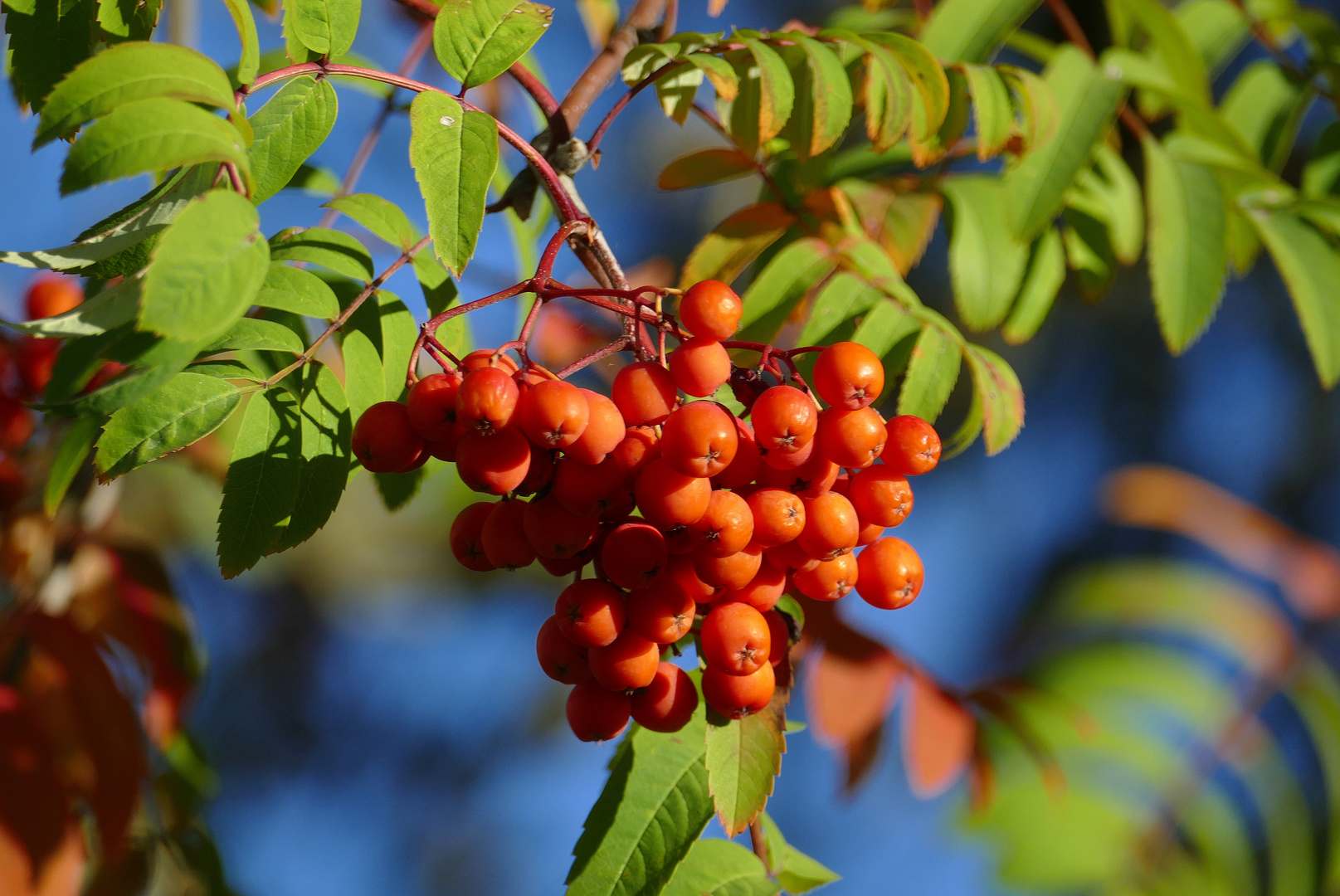 °°°° Früchte im Herbst °°°°