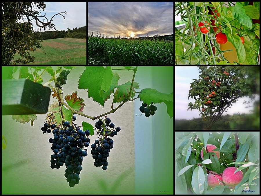 Früchte im Herbst