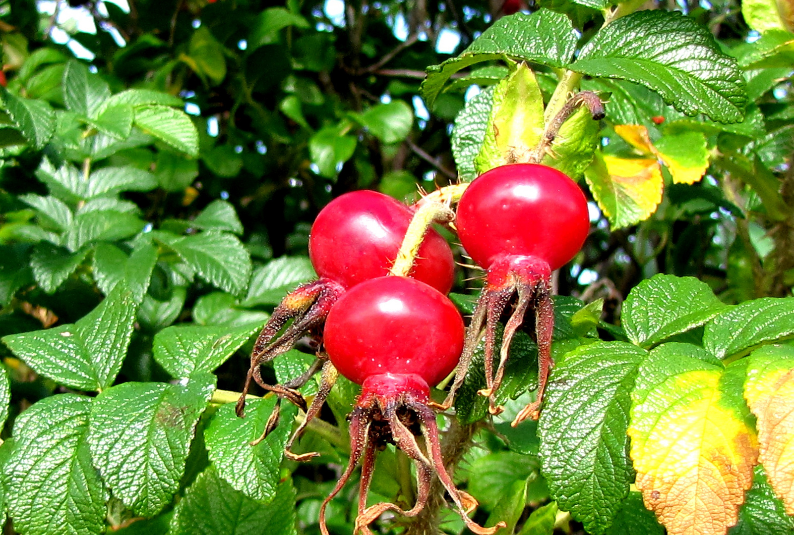 Früchte im Herbst