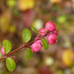 Früchte im Herbst