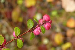 Früchte im Herbst