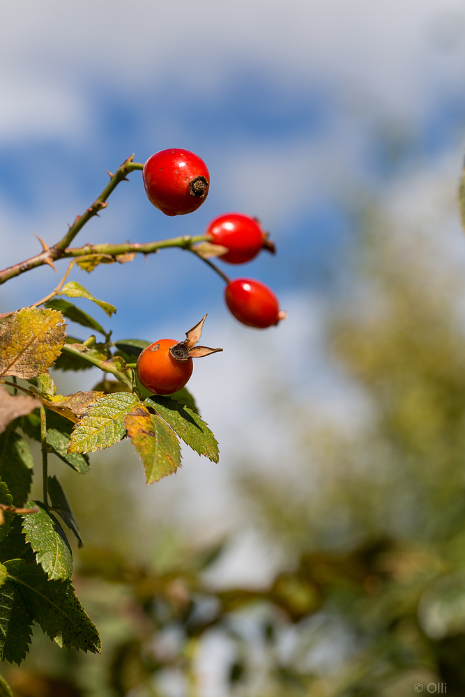 Früchte im Herbst ...