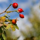 Früchte im Herbst ...