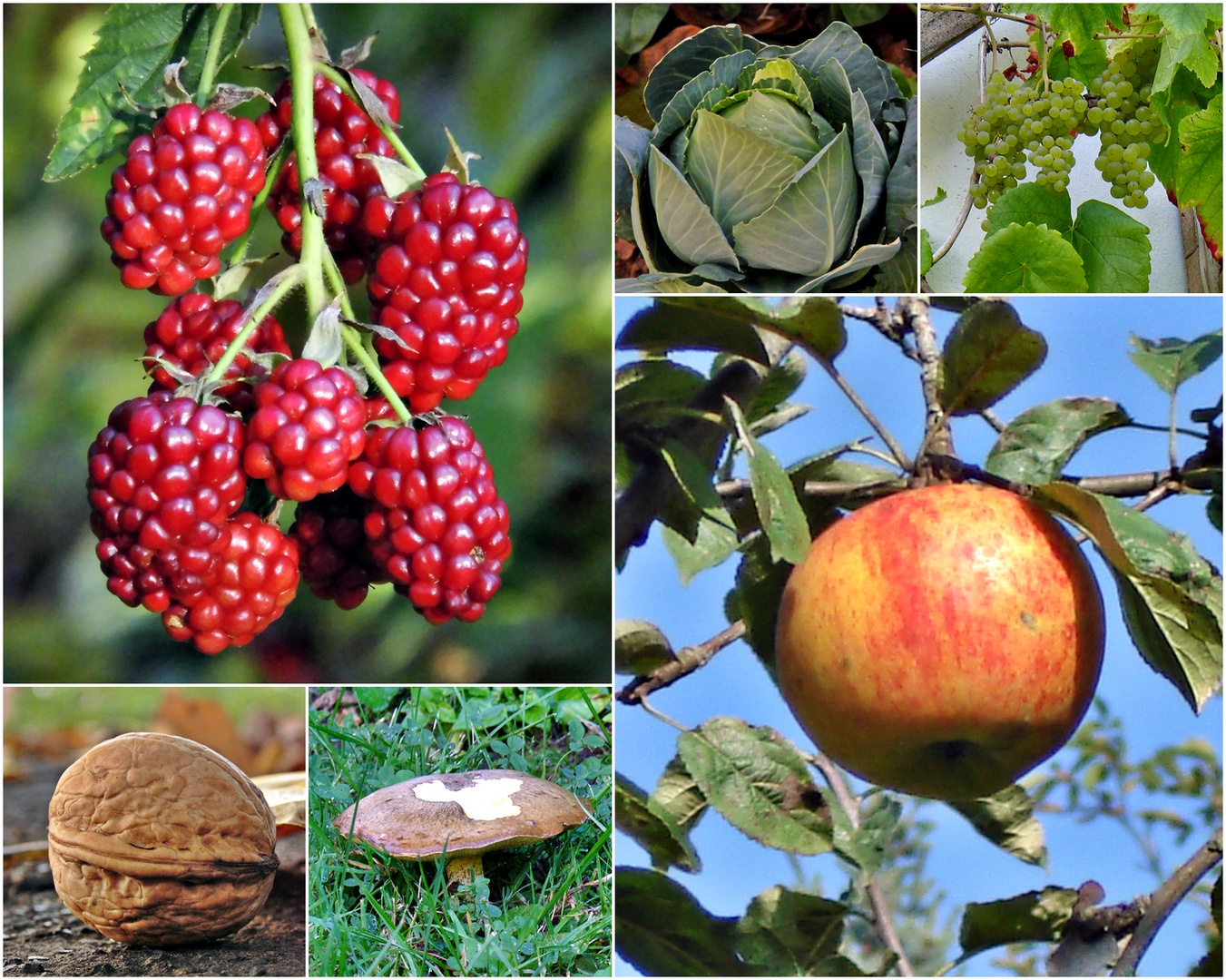 Früchte im Herbst