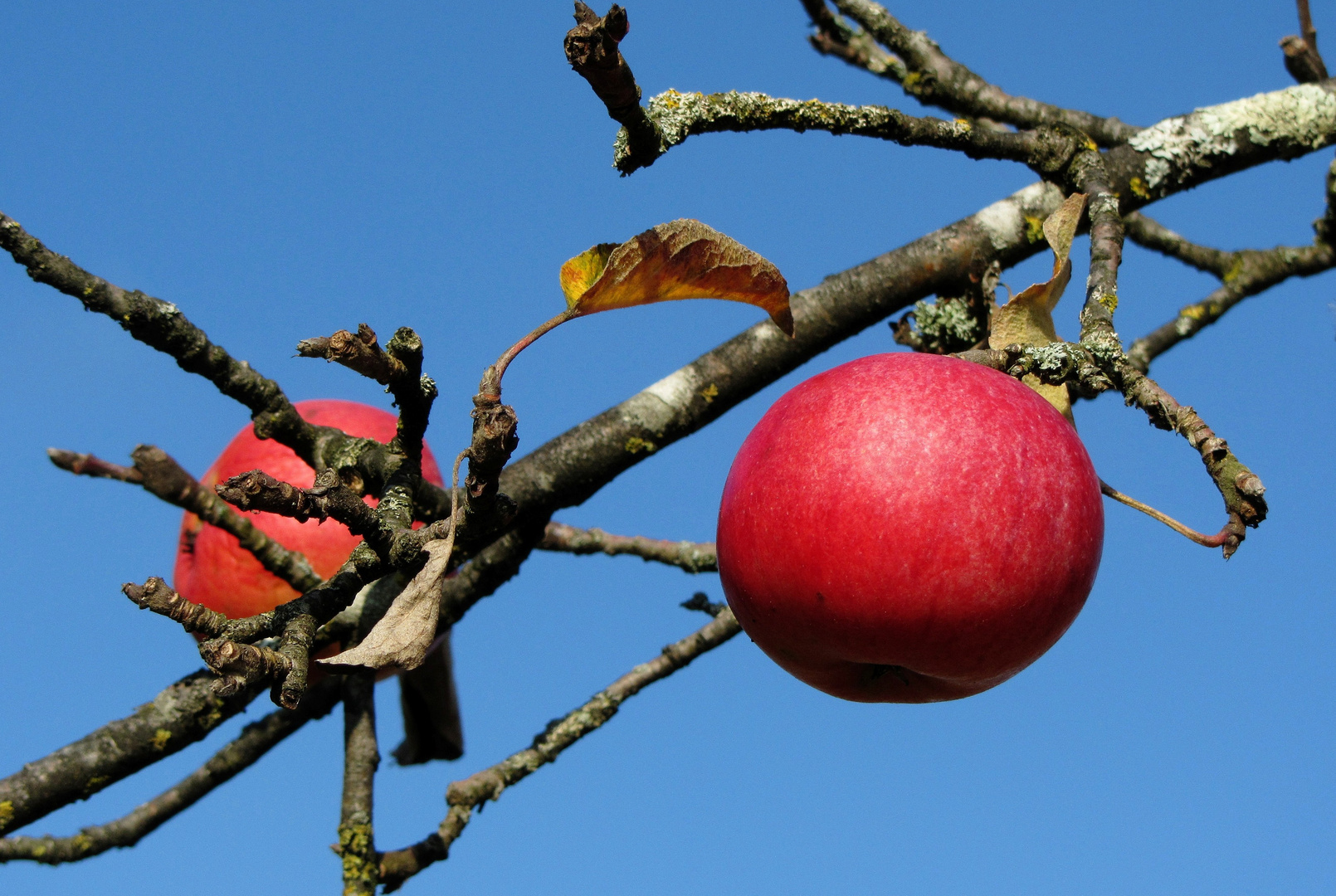 Früchte im November