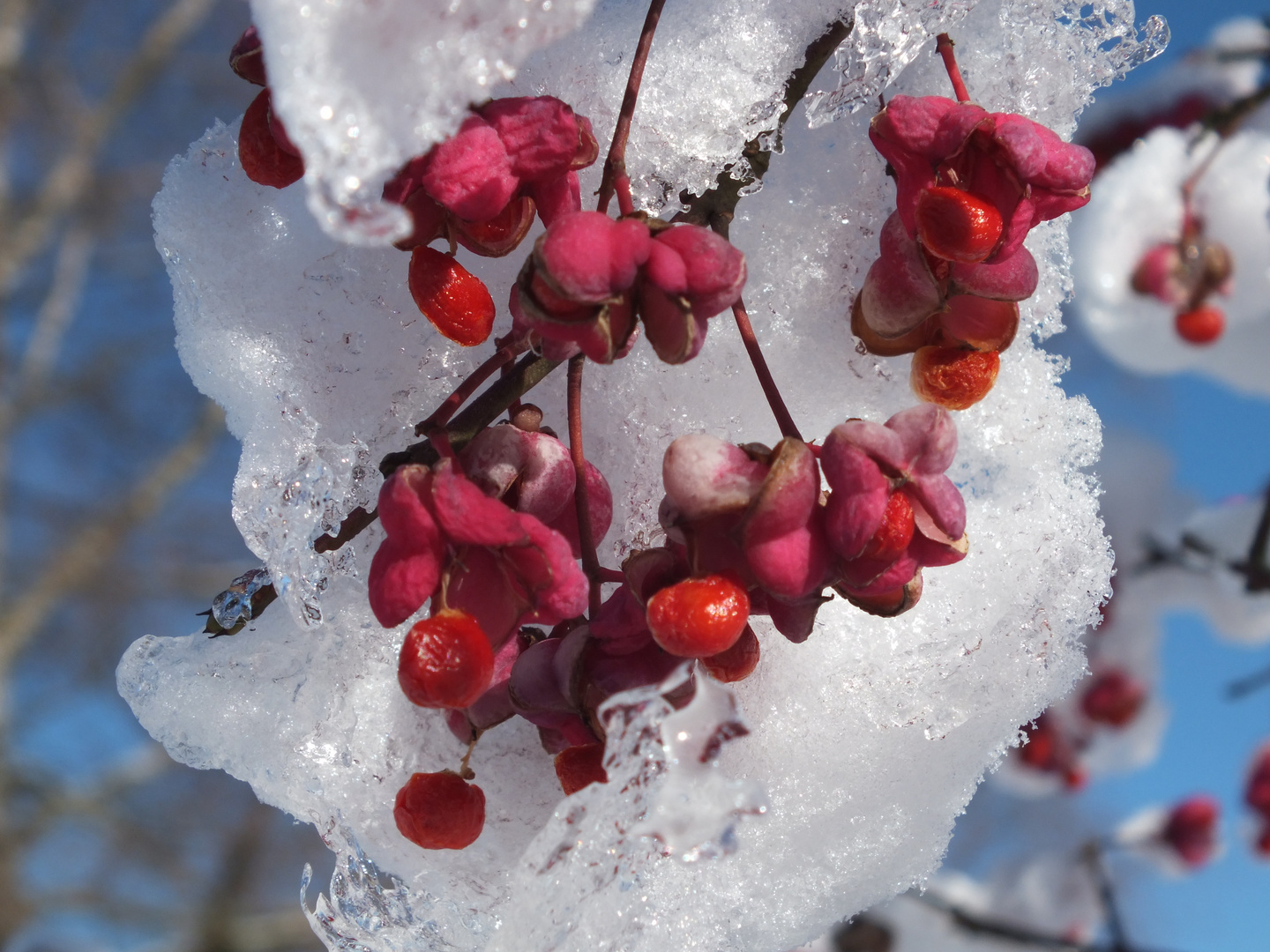 Früchte im Winter 2