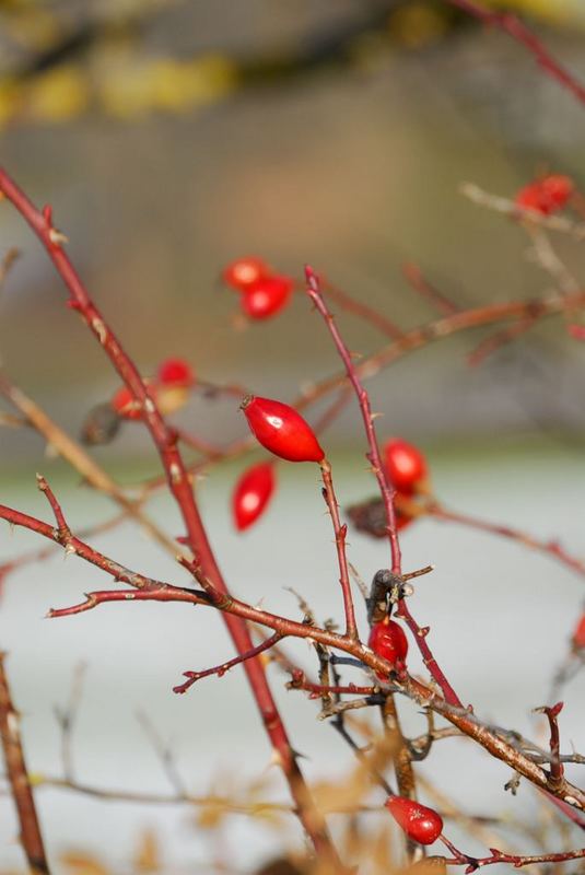 Früchte im Winter