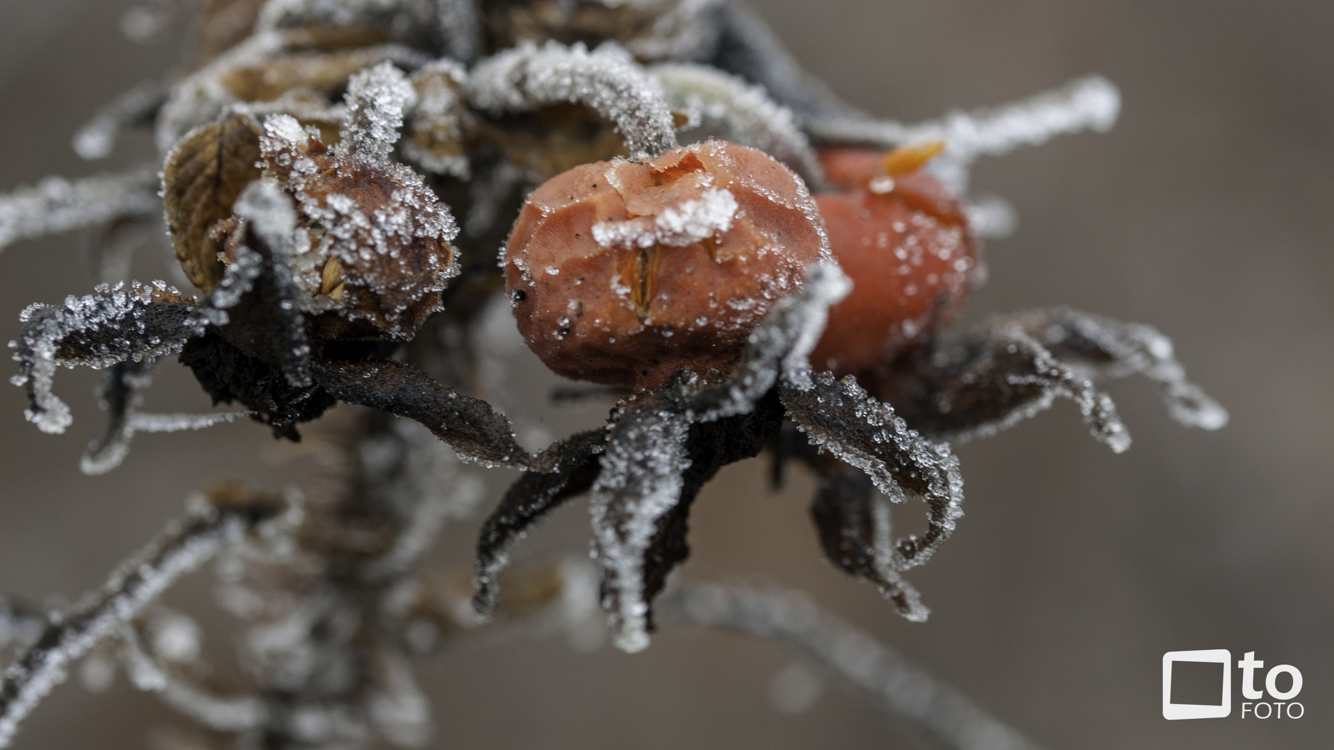 Früchte im Winter.