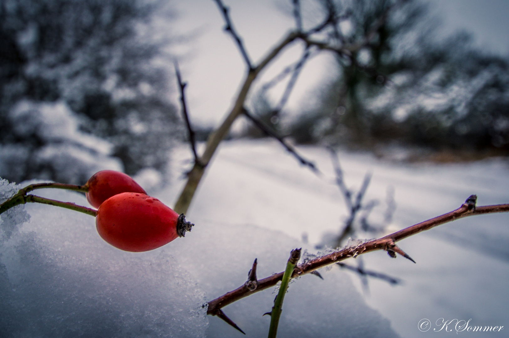 Früchte im Winter