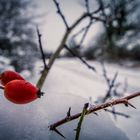 Früchte im Winter