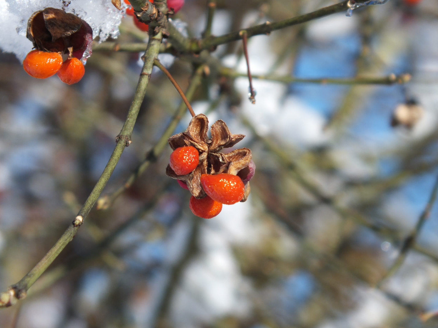 Früchte im Winter