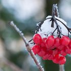 Früchte im winterlichen Garten