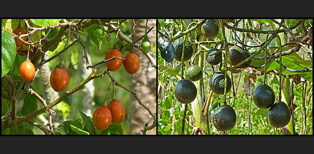 Früchte in den Bergen von Lutpyin