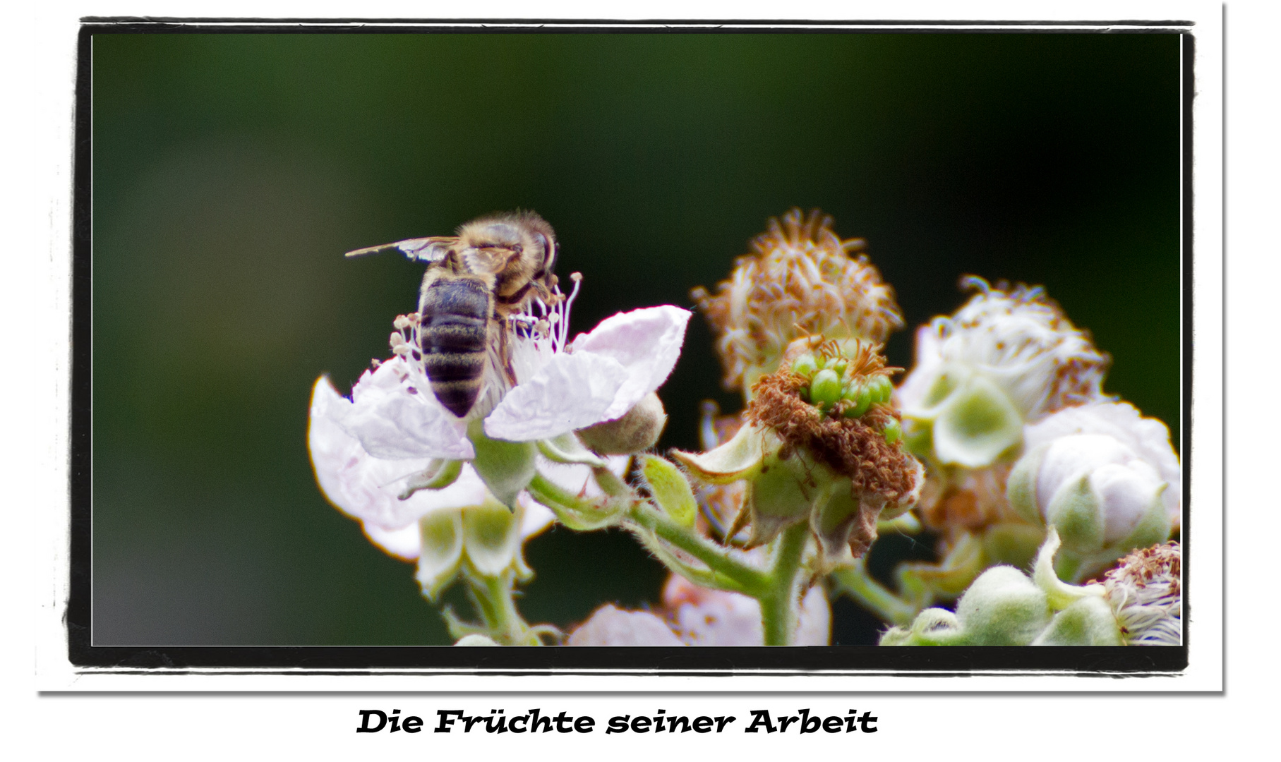 Früchte seiner Arbeit