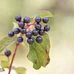 Früchte und Beeren des Herbstes 1/11