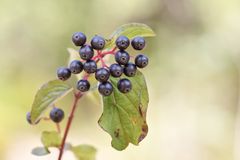 Früchte und Beeren des Herbstes 1/11