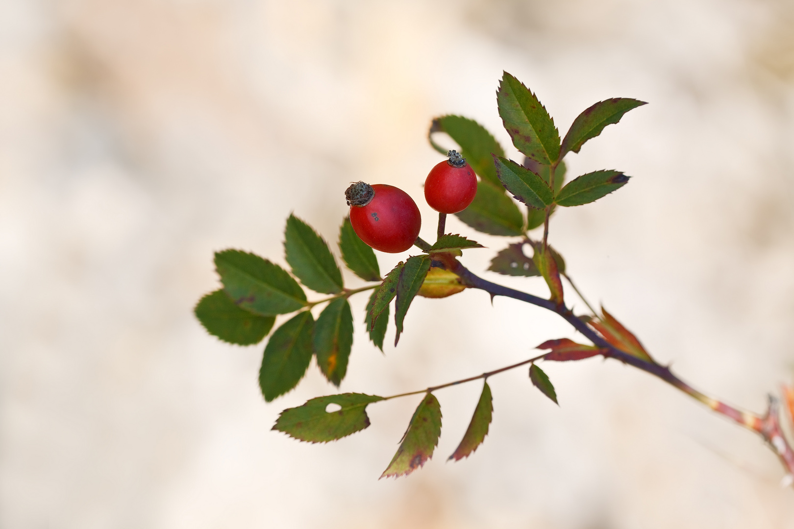 Früchte und Beeren des Herbstes 2/11