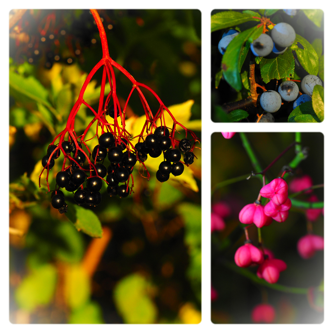 Früchte und Beeren im Herbst