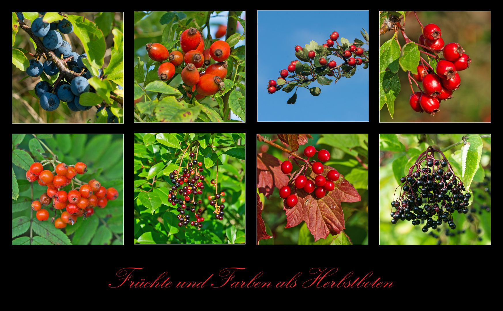 Früchte und Farben als Herbstboten