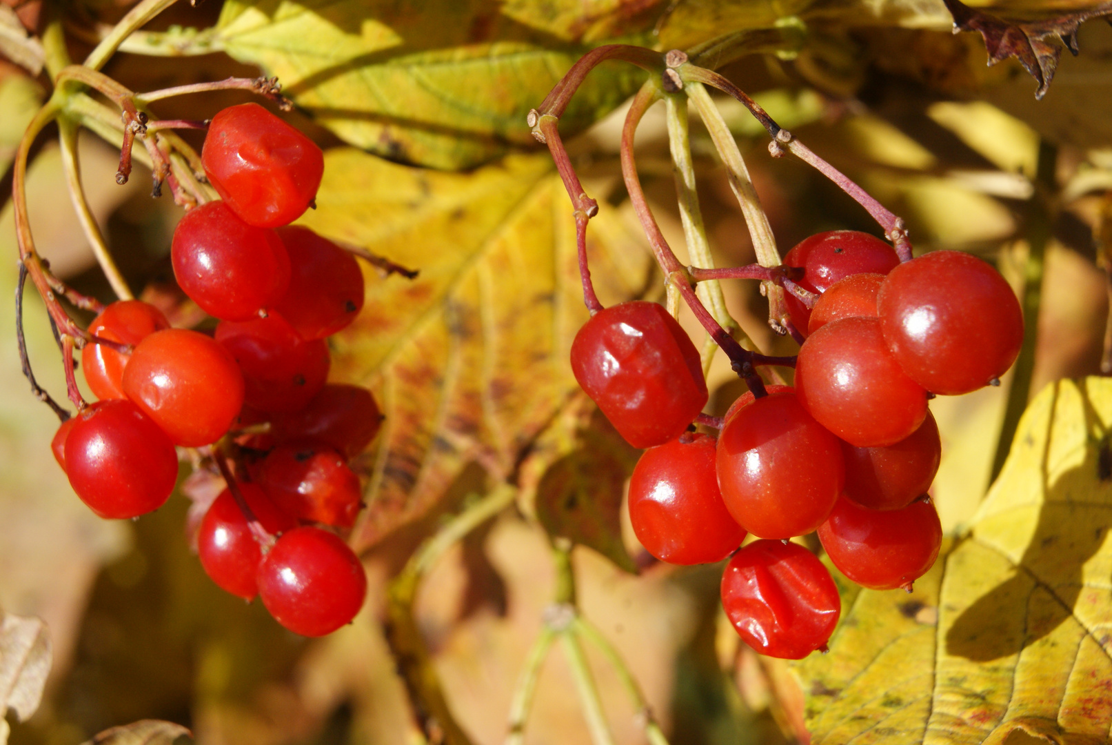 Früchte und Tiere im Herbst_0032