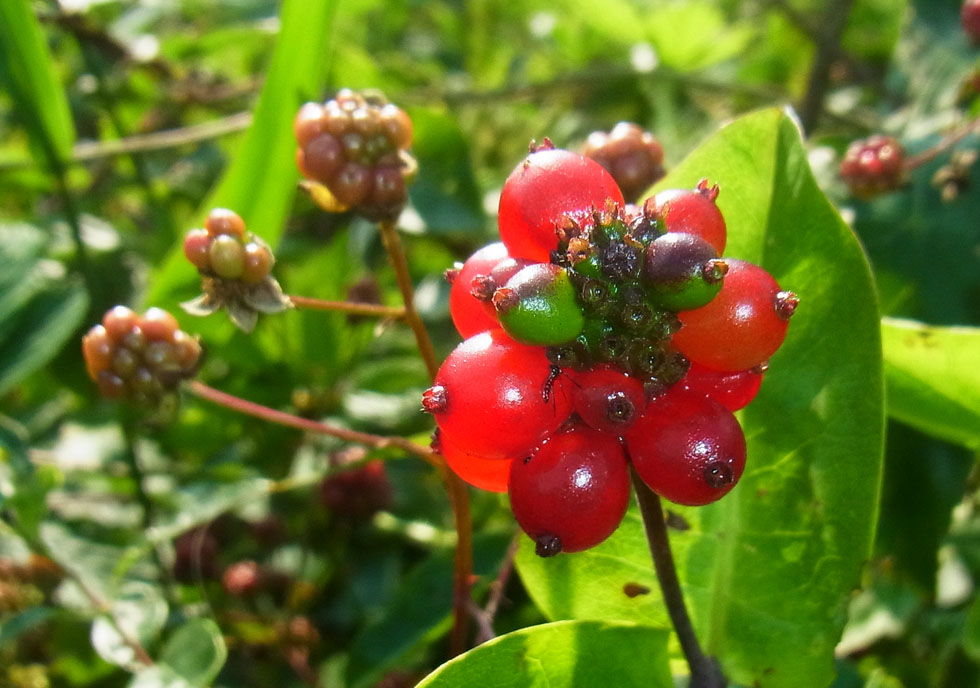 Früchte vom Geißblatt