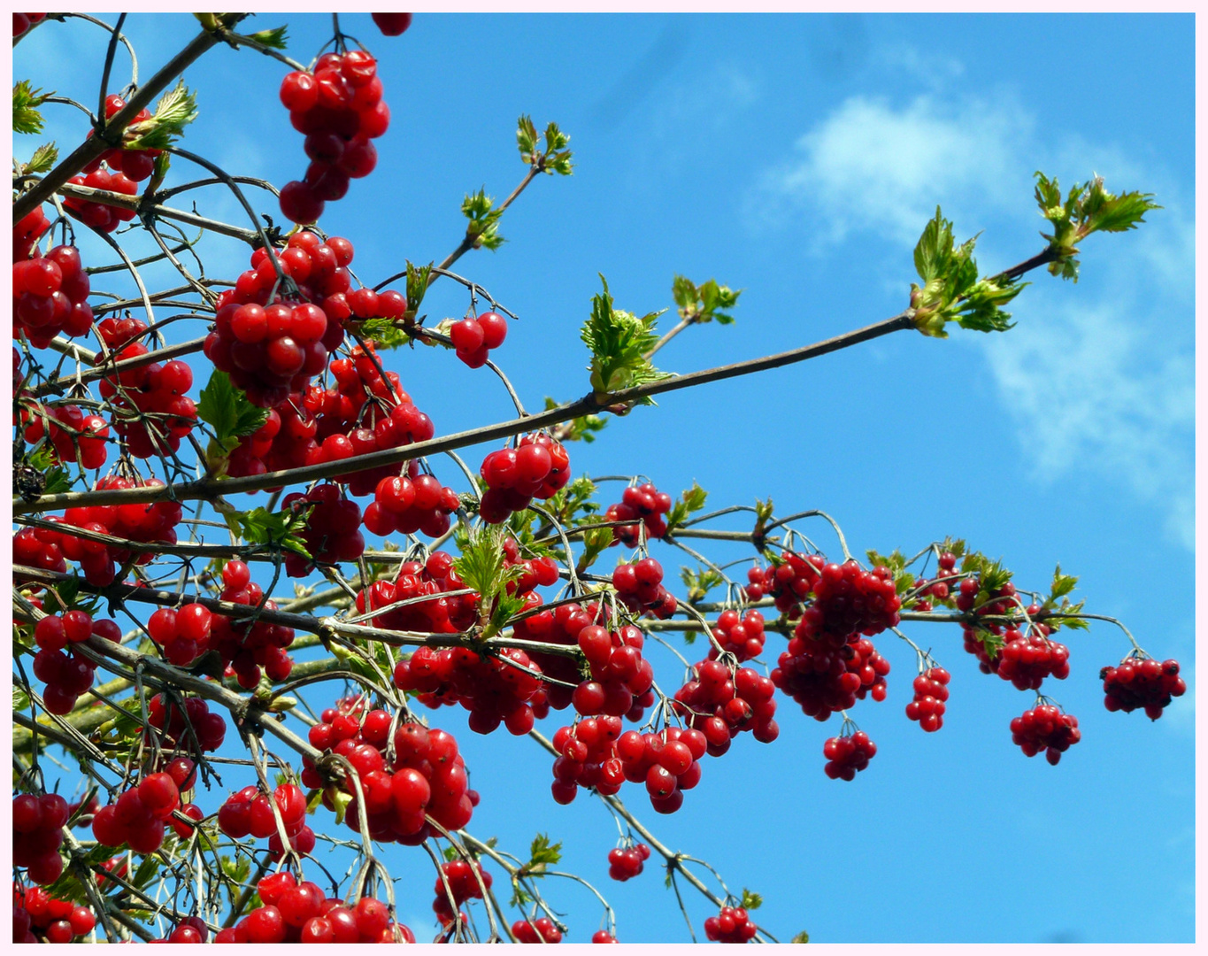 -Früchte vom Herbst als Farbtupfer im Frühling-