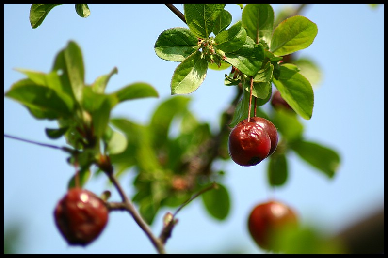 Früchte vom letzten Sommer